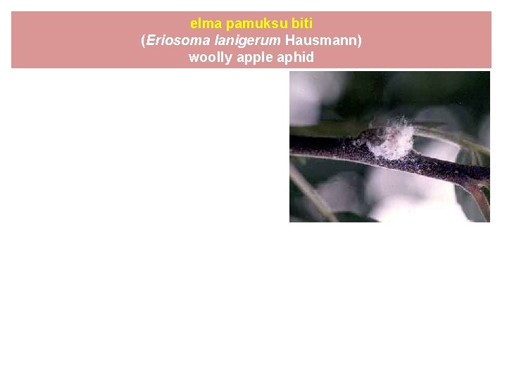 elma pamuksu biti (Eriosoma lanigerum Hausmann) woolly apple aphid 