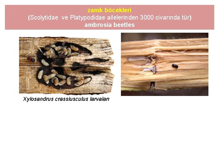 zamk böcekleri (Scolytidae ve Platypodidae ailelerinden 3000 civarında tür) ambrosia beetles Xylosandrus crassiusculus larvaları