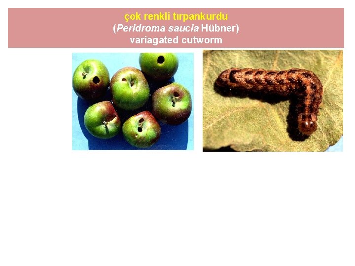 çok renkli tırpankurdu (Peridroma saucia Hübner) variagated cutworm 