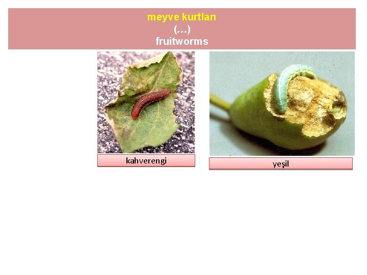 meyve kurtları (…) fruitworms kahverengi yeşil 