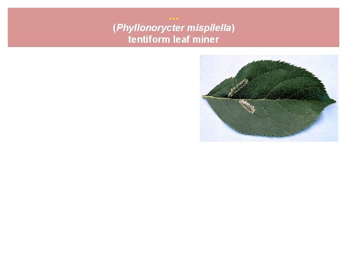 … (Phyllonorycter mispilella) tentiform leaf miner 