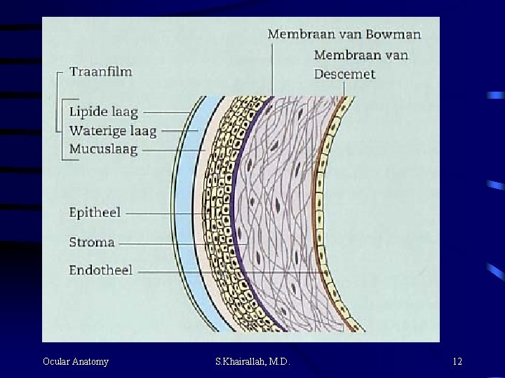 Ocular Anatomy S. Khairallah, M. D. 12 