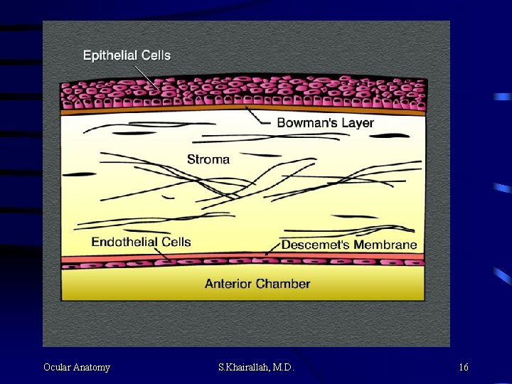 Ocular Anatomy S. Khairallah, M. D. 16 