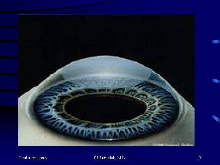 Ocular Anatomy S. Khairallah, M. D. 17 Ocular Anatomy S. Khairallah, M. D. 17