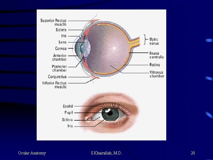 Ocular Anatomy S. Khairallah, M. D. 20 Ocular Anatomy S. Khairallah, M. D. 20