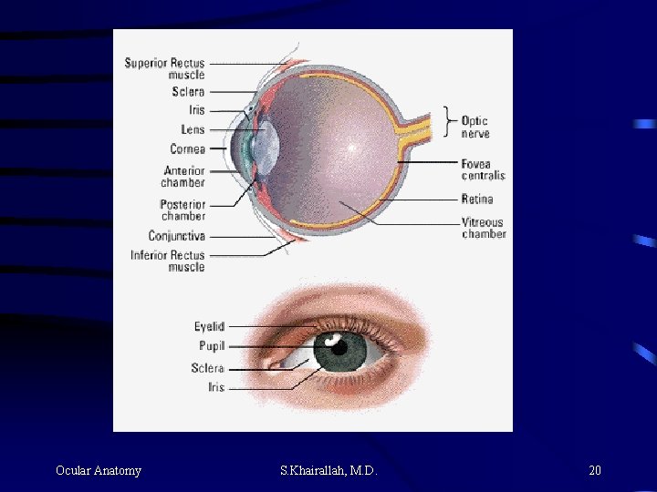 Ocular Anatomy S. Khairallah, M. D. 20 