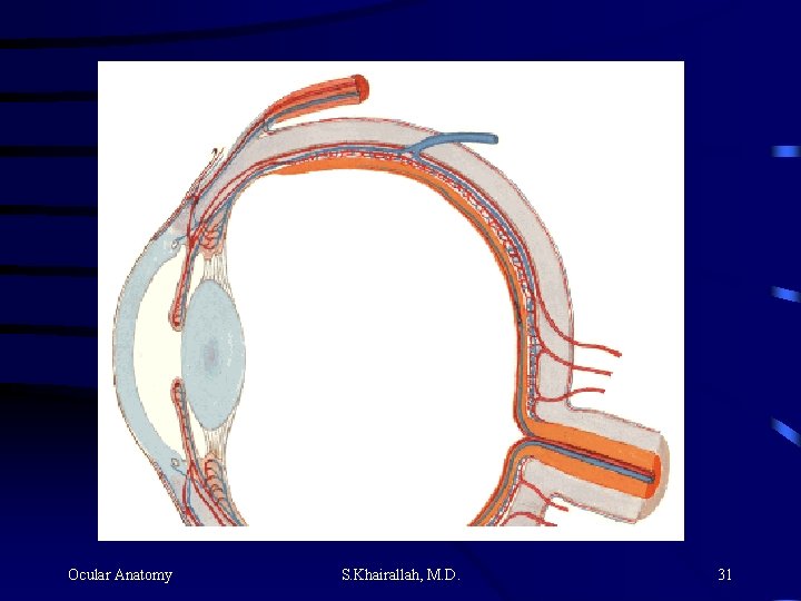 Ocular Anatomy S. Khairallah, M. D. 31 