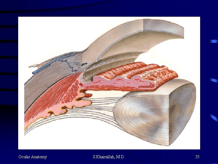 Ocular Anatomy S. Khairallah, M. D. 35 Ocular Anatomy S. Khairallah, M. D. 35