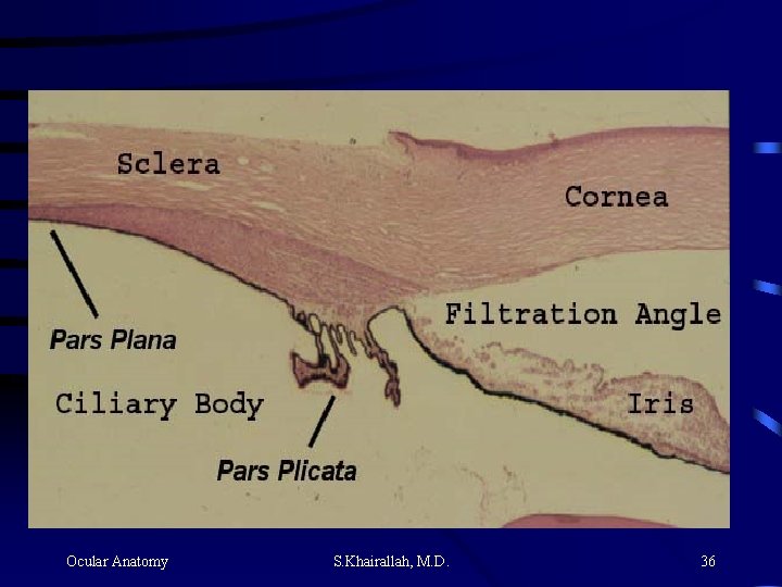 Ocular Anatomy S. Khairallah, M. D. 36 