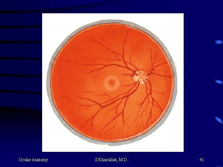 Ocular Anatomy S. Khairallah, M. D. 41 Ocular Anatomy S. Khairallah, M. D. 41