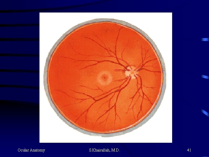 Ocular Anatomy S. Khairallah, M. D. 41 