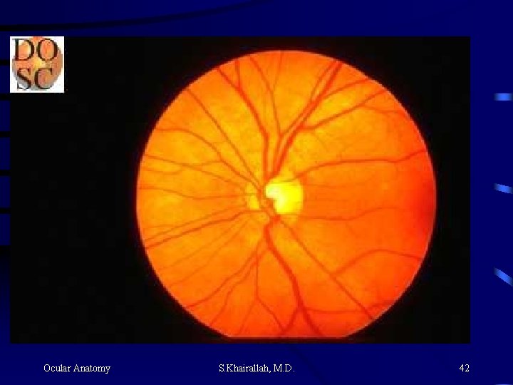 Ocular Anatomy S. Khairallah, M. D. 42 Ocular Anatomy S. Khairallah, M. D. 42