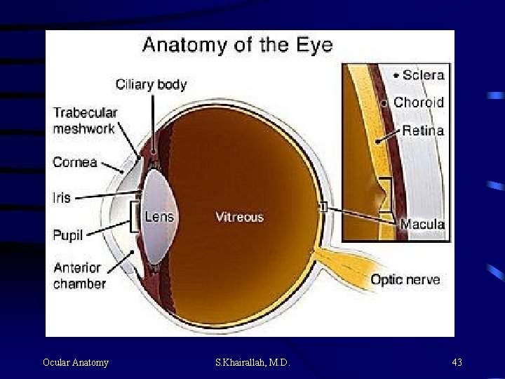 Ocular Anatomy S. Khairallah, M. D. 43 