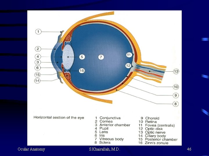 Ocular Anatomy S. Khairallah, M. D. 46 Ocular Anatomy S. Khairallah, M. D. 46