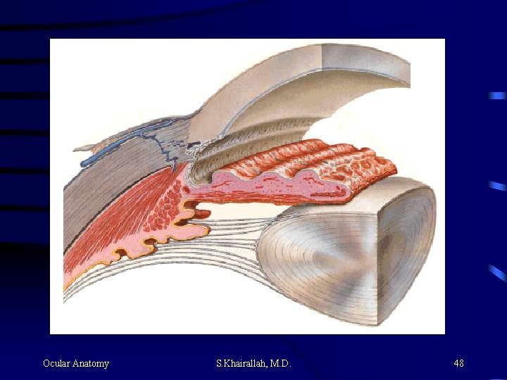 Ocular Anatomy S. Khairallah, M. D. 48 Ocular Anatomy S. Khairallah, M. D. 48