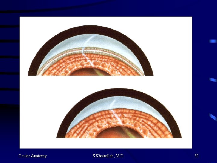 Ocular Anatomy S. Khairallah, M. D. 50 Ocular Anatomy S. Khairallah, M. D. 50