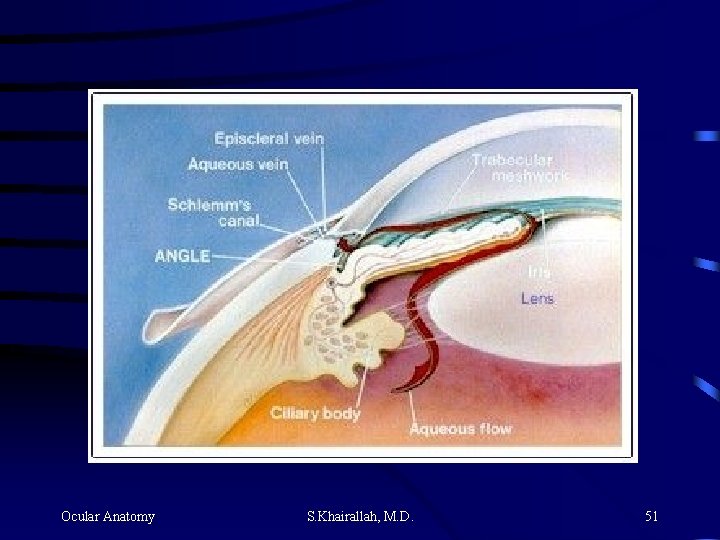 Ocular Anatomy S. Khairallah, M. D. 51 