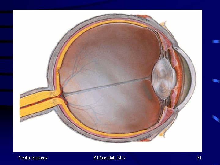 Ocular Anatomy S. Khairallah, M. D. 54 