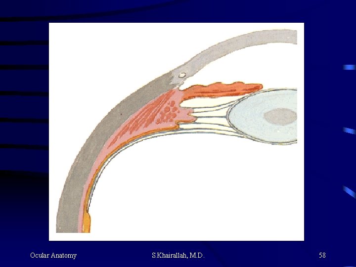 Ocular Anatomy S. Khairallah, M. D. 58 Ocular Anatomy S. Khairallah, M. D. 58