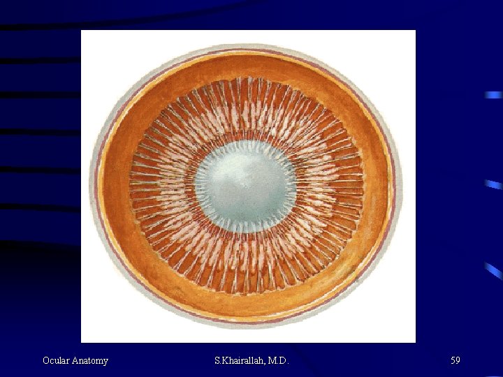 Ocular Anatomy S. Khairallah, M. D. 59 