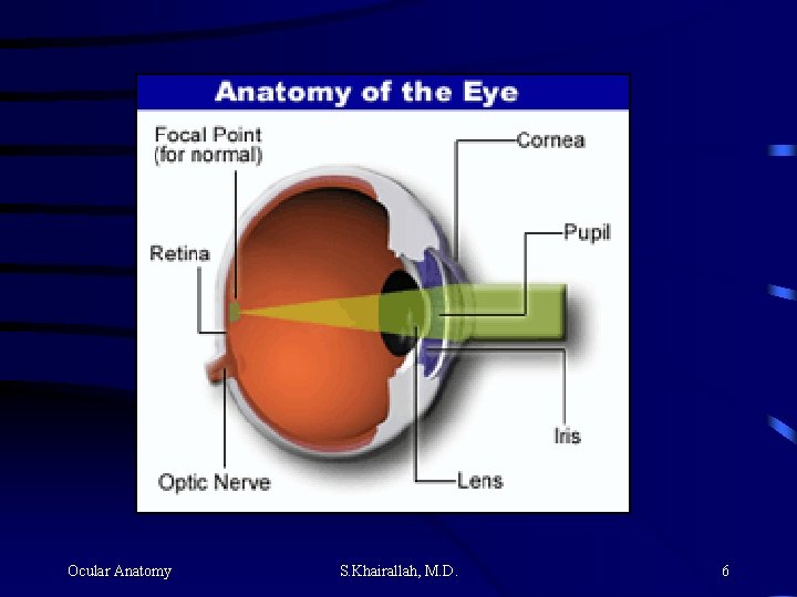 Ocular Anatomy S. Khairallah, M. D. 6 Ocular Anatomy S. Khairallah, M. D. 6