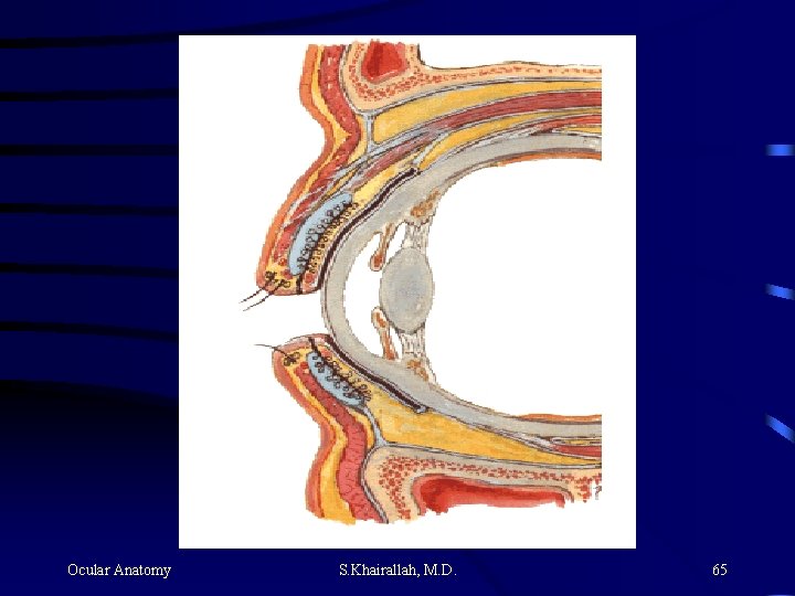 Ocular Anatomy S. Khairallah, M. D. 65 Ocular Anatomy S. Khairallah, M. D. 65