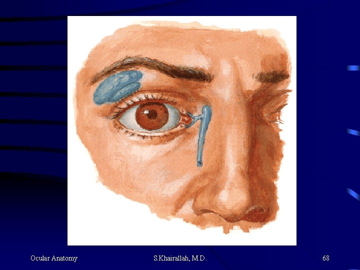 Ocular Anatomy S. Khairallah, M. D. 68 Ocular Anatomy S. Khairallah, M. D. 68