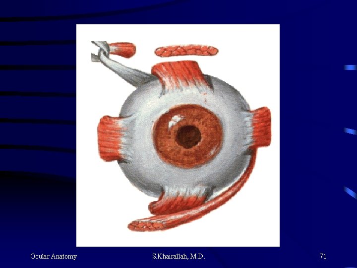 Ocular Anatomy S. Khairallah, M. D. 71 Ocular Anatomy S. Khairallah, M. D. 71