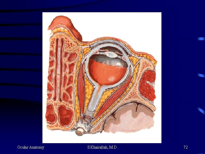 Ocular Anatomy S. Khairallah, M. D. 72 Ocular Anatomy S. Khairallah, M. D. 72