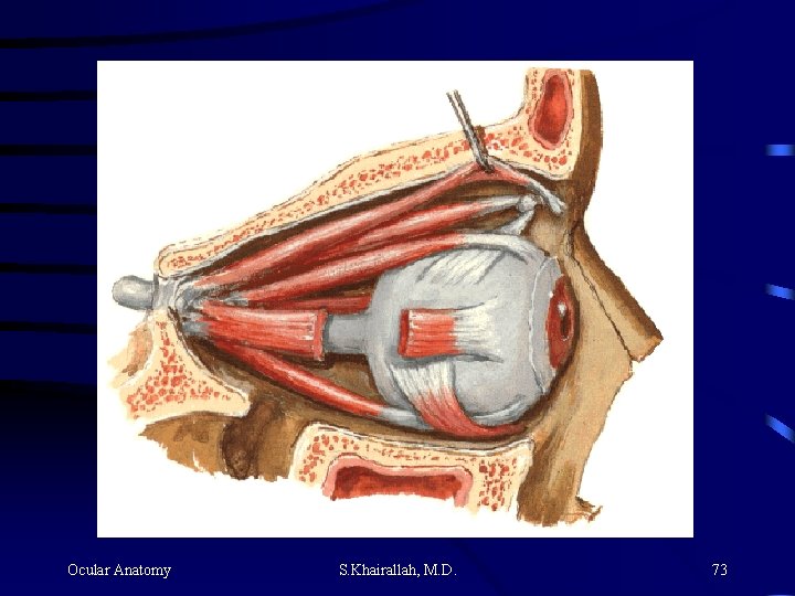 Ocular Anatomy S. Khairallah, M. D. 73 