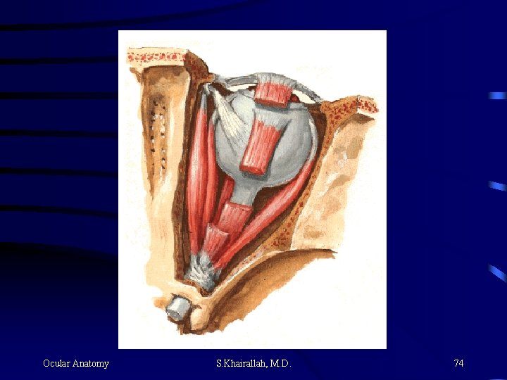 Ocular Anatomy S. Khairallah, M. D. 74 Ocular Anatomy S. Khairallah, M. D. 74