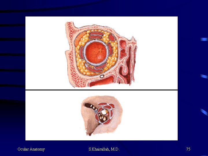 Ocular Anatomy S. Khairallah, M. D. 75 Ocular Anatomy S. Khairallah, M. D. 75