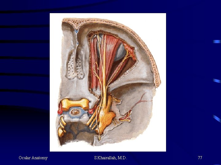 Ocular Anatomy S. Khairallah, M. D. 77 Ocular Anatomy S. Khairallah, M. D. 77