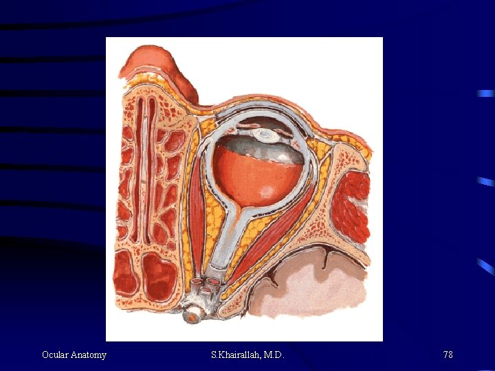 Ocular Anatomy S. Khairallah, M. D. 78 Ocular Anatomy S. Khairallah, M. D. 78