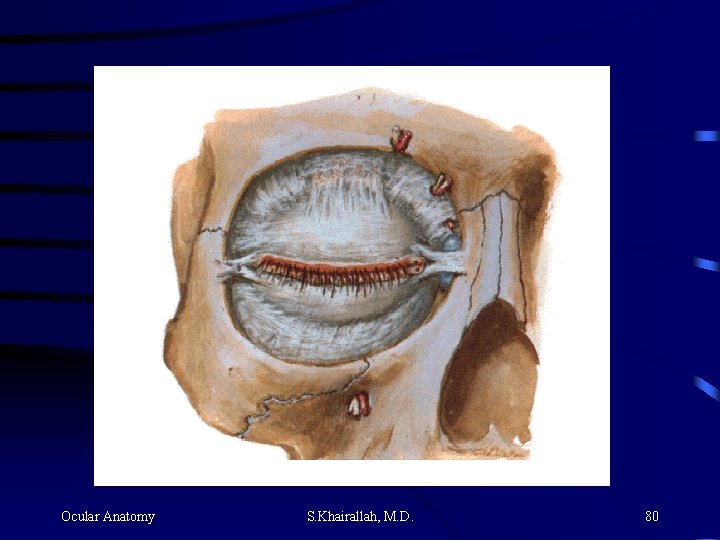 Ocular Anatomy S. Khairallah, M. D. 80 