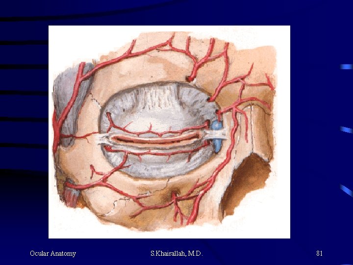 Ocular Anatomy S. Khairallah, M. D. 81 Ocular Anatomy S. Khairallah, M. D. 81