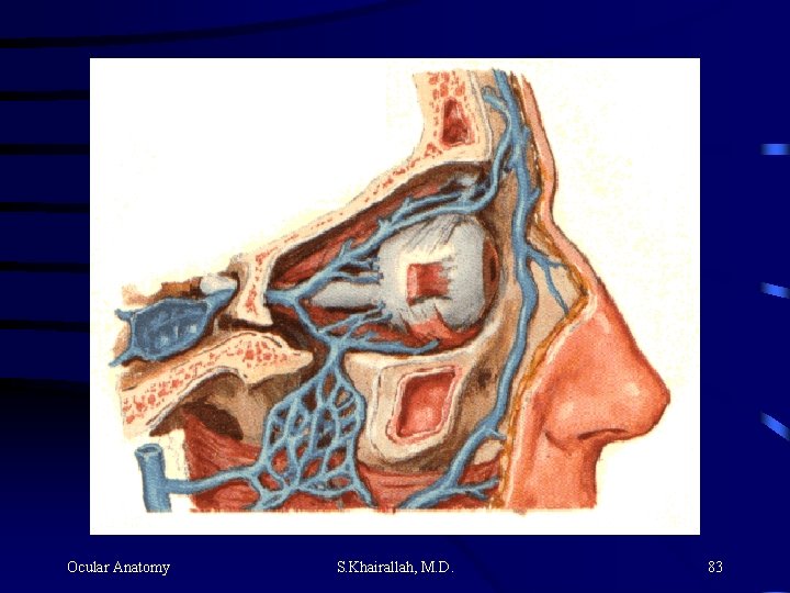 Ocular Anatomy S. Khairallah, M. D. 83 Ocular Anatomy S. Khairallah, M. D. 83