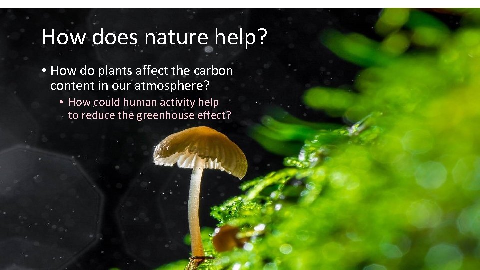 How does nature help? • How do plants affect the carbon content in our