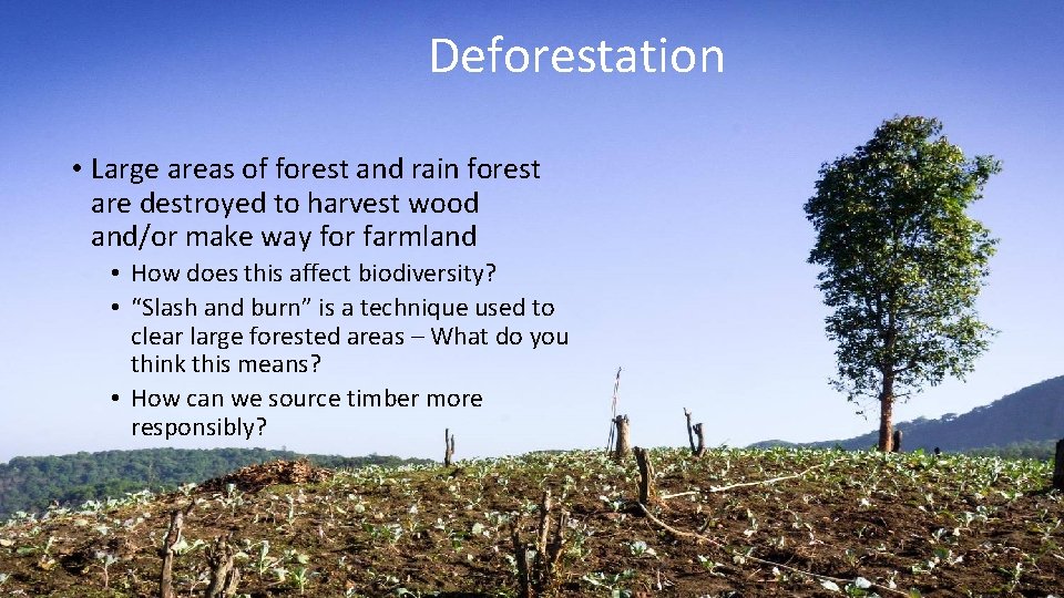 Deforestation • Large areas of forest and rain forest are destroyed to harvest wood