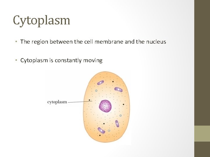 Cytoplasm • The region between the cell membrane and the nucleus • Cytoplasm is Cytoplasm • The region between the cell membrane and the nucleus • Cytoplasm is