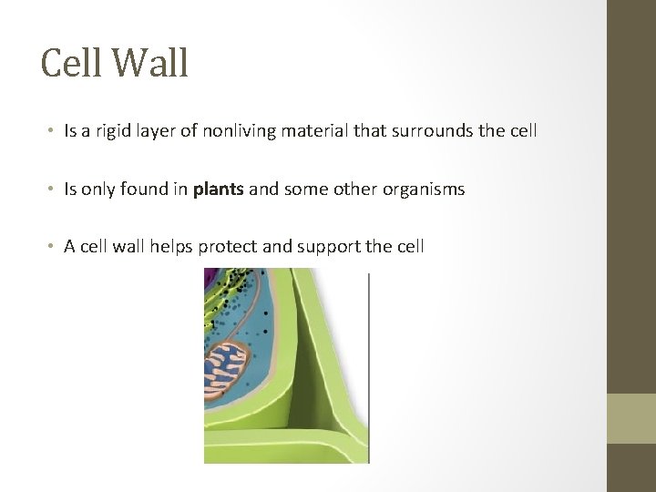 Cell Wall • Is a rigid layer of nonliving material that surrounds the cell Cell Wall • Is a rigid layer of nonliving material that surrounds the cell