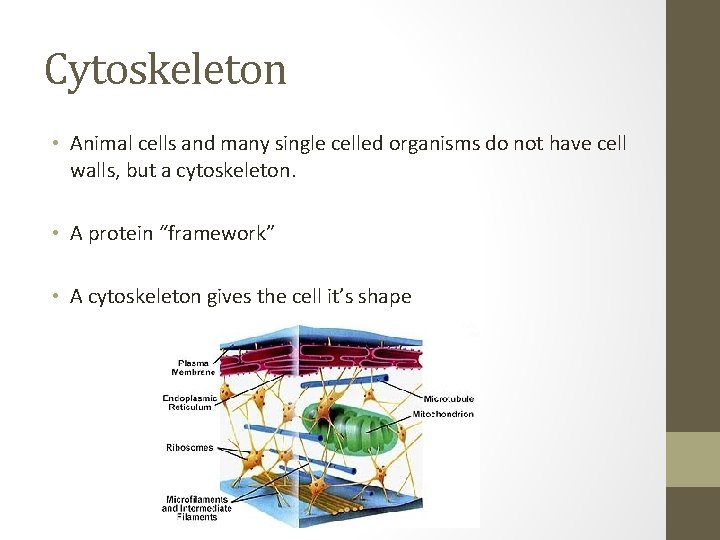 Cytoskeleton • Animal cells and many single celled organisms do not have cell walls, Cytoskeleton • Animal cells and many single celled organisms do not have cell walls,