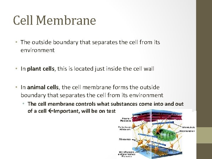 Cell Membrane • The outside boundary that separates the cell from its environment • Cell Membrane • The outside boundary that separates the cell from its environment •