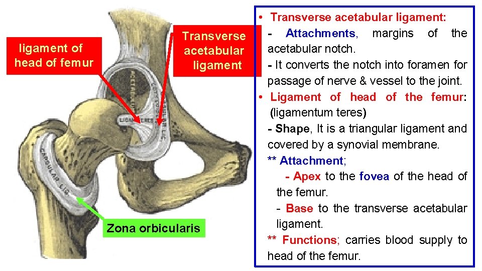 ligament of head of femur Transverse acetabular ligament Zona orbicularis • Transverse acetabular ligament: