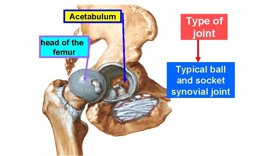 Hip Joint Acetabulum head of the femur Type