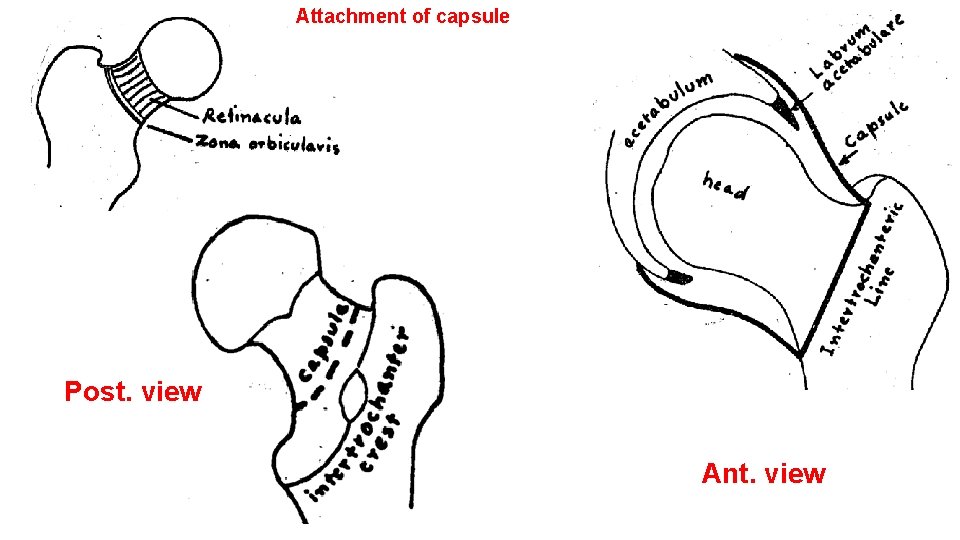 Attachment of capsule Post. view Ant. view 