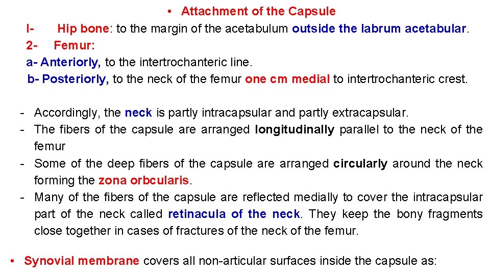  • Attachment of the Capsule IHip bone: to the margin of the acetabulum