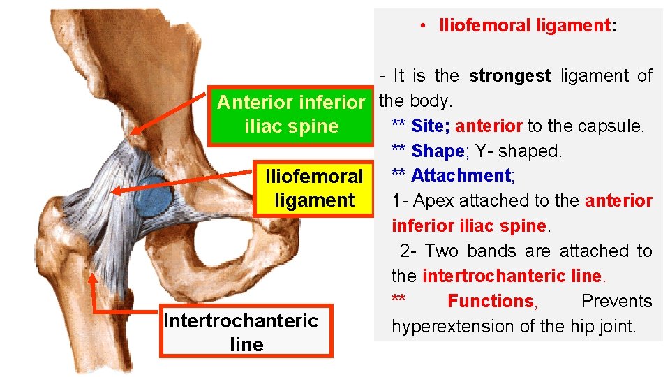  • Iliofemoral ligament: - It is the strongest ligament of Anterior inferior the
