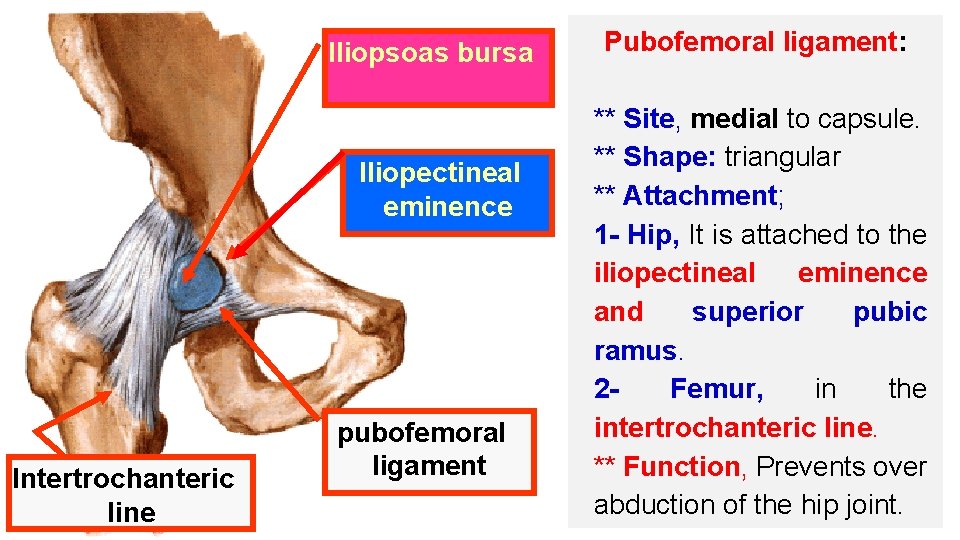 Iliopsoas bursa Iliopectineal eminence Intertrochanteric line pubofemoral ligament Pubofemoral ligament: ** Site, medial to