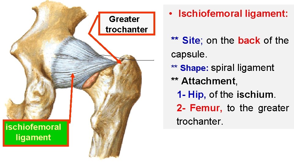 Greater trochanter ischiofemoral ligament • Ischiofemoral ligament: ** Site; on the back of the